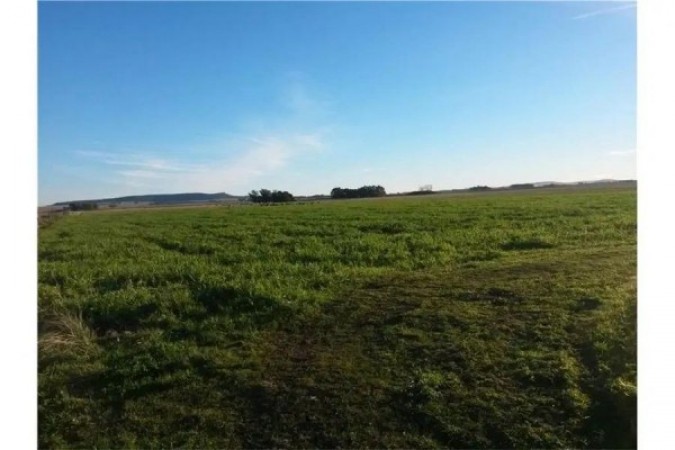 Campo SAN MANUEL. BALCARCE