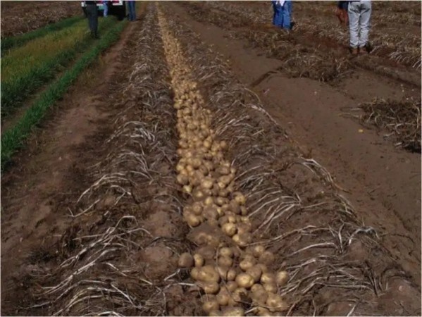 Campo RUTA 88