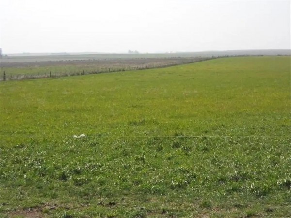 Campo RUTA 88