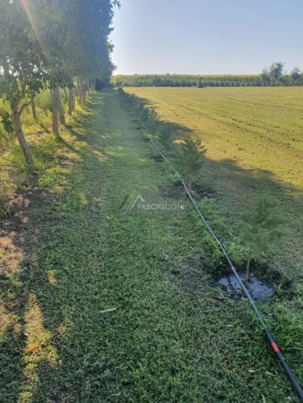Campo en Coronel Vidal