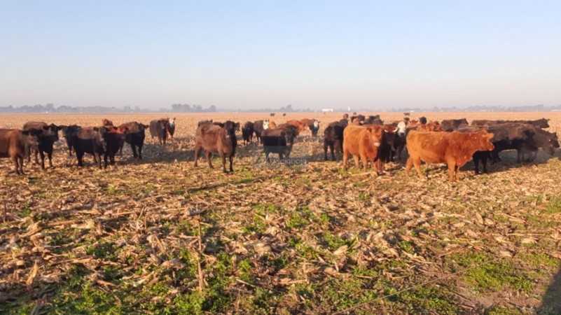 Campo en Coronel Vidal
