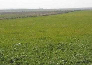Campo RUTA 88